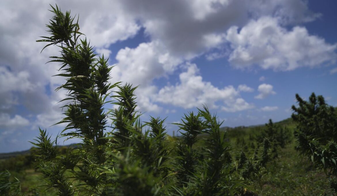 Bahamas introduces bills to legalize marijuana for medical and religious purposes