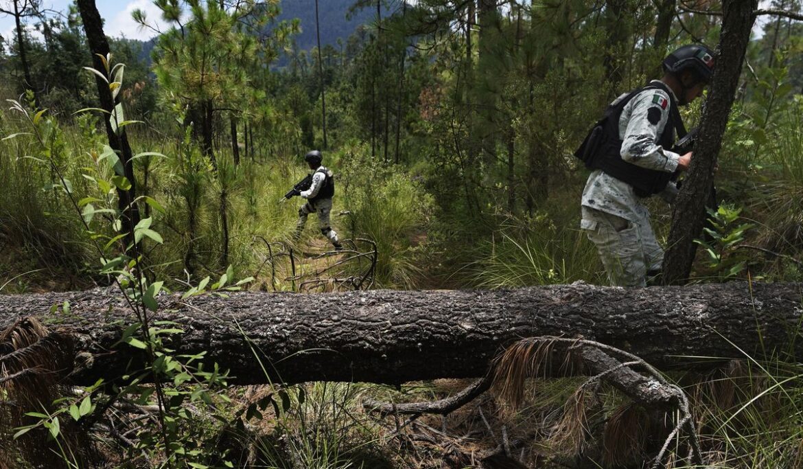 Illegal logging thrives in Mexico City's forest-covered boroughs, as locals strive to plant trees