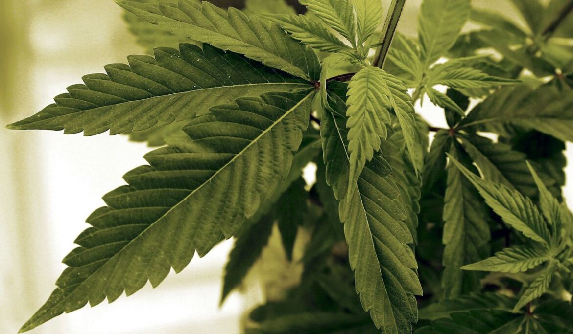 More adults think marijuana safer than tobacco despite similar health dangers, study finds