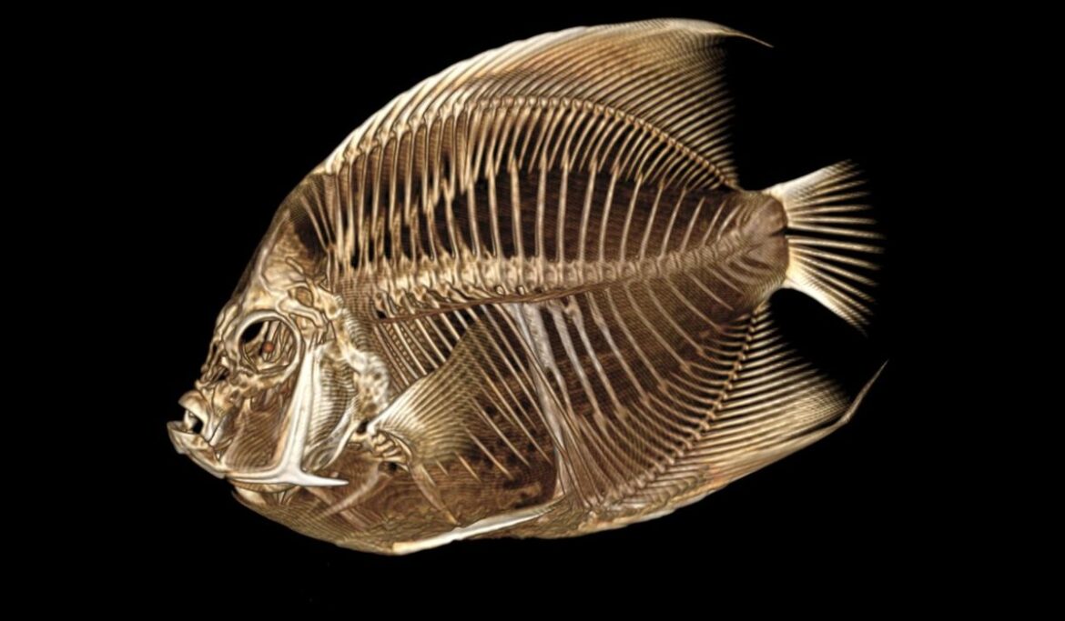 Angelfish with a funny float gets a CT scan at the Denver Zoo
