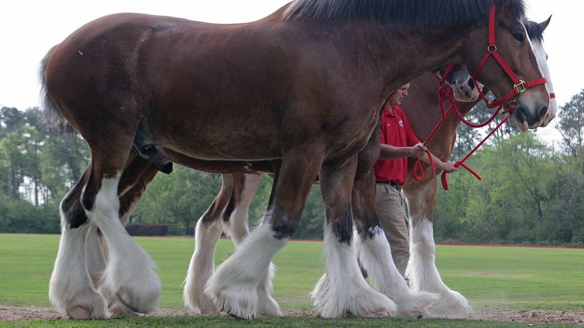 Anheuser-Busch to stop cutting off Clydesdale horse tails