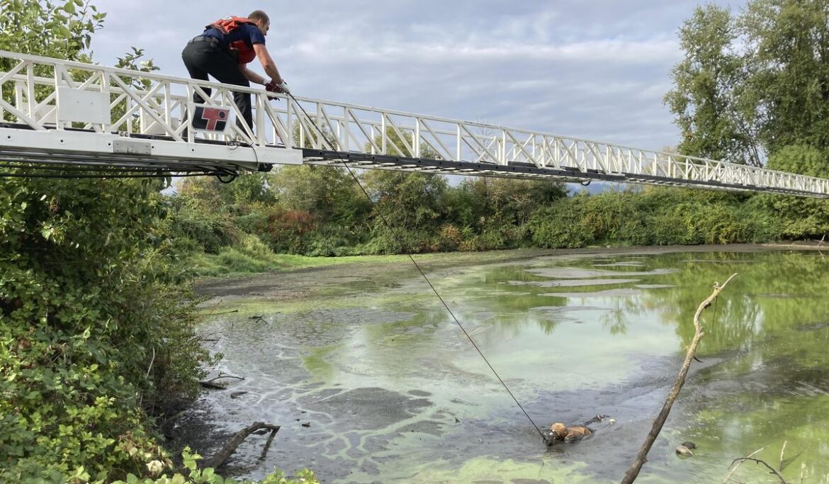 Escaped mental hospital patient in Oregon rescued and recaptured after getting stuck in pond