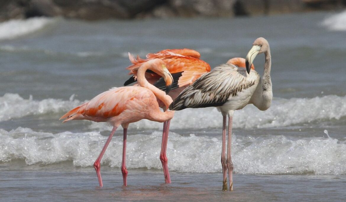 Flamingos seen on Lake Michigan as tropical birds visit Wisconsin for the first time