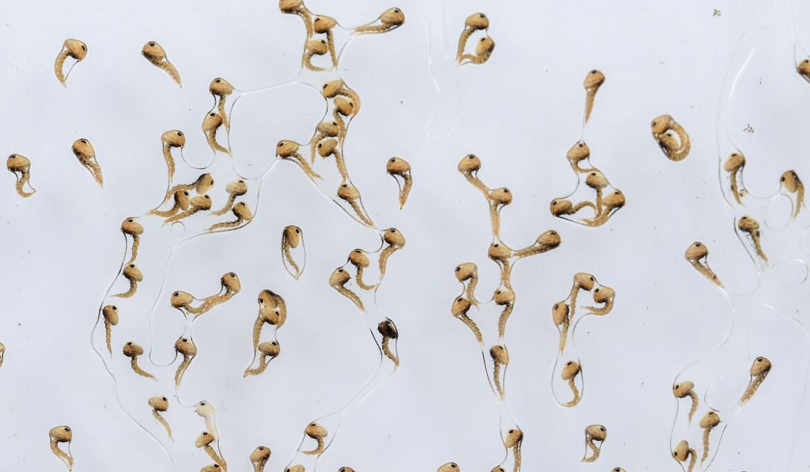 Mosquitoes, long the enemy, are now bred to help prevent the spread of dengue fever