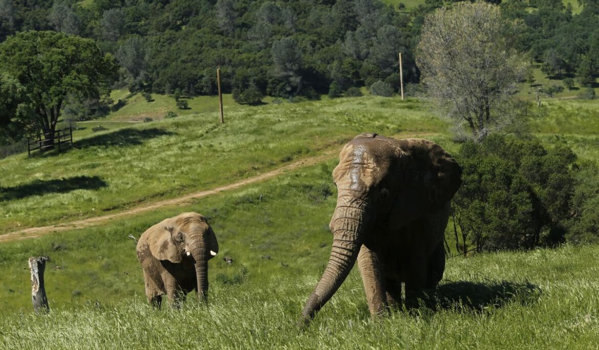 Ojai, California, votes to recognize elephant rights, first city in the nation