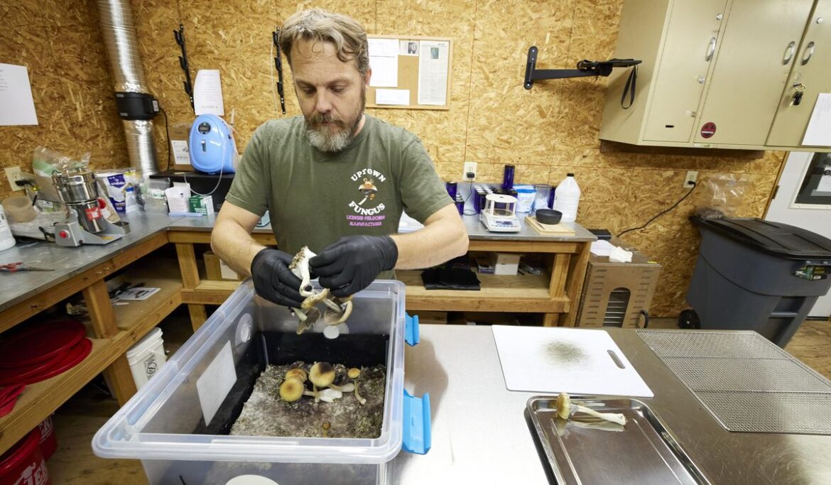 Thousands sign up to experience magic mushrooms as Oregon's novel psilocybin experiment takes off