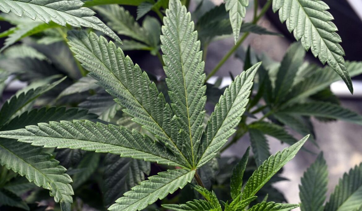 US regulators might change how they classify marijuana. Here's what that would mean