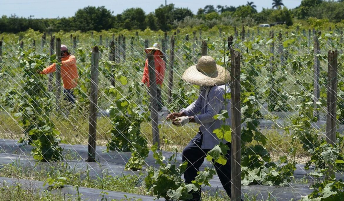 Uncertain and afraid: Florida's immigrants grapple with a disrupted reality under new law