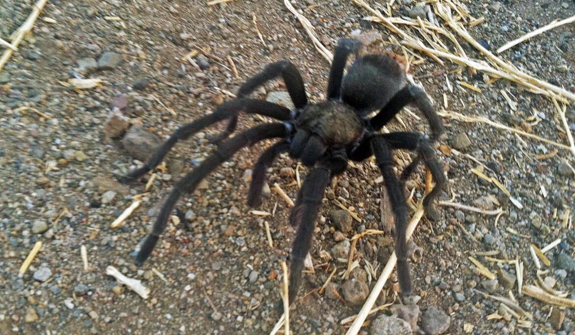 Foreign tourists braking to avoid tarantula cause crash in Death Valley National Park