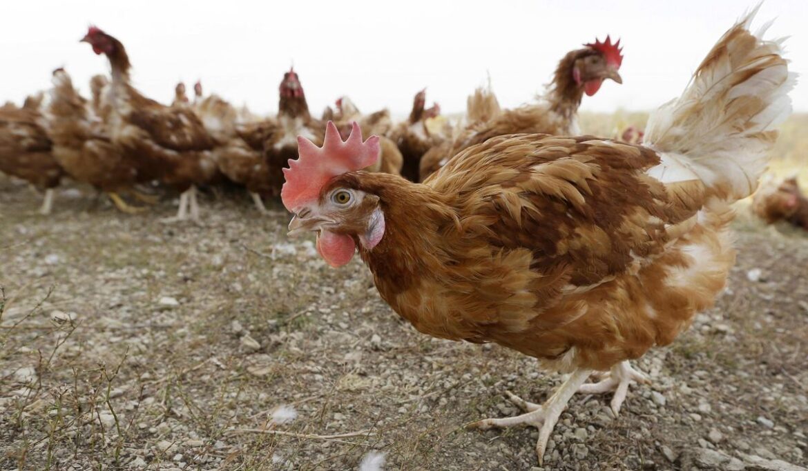 1.2 million chickens will be slaughtered at an Iowa farm where bird flu was found