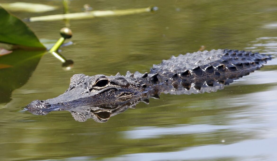 Alligator wrangled on Lake Michigan beach in South Milwaukee