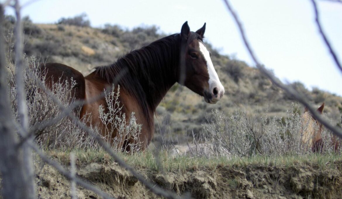 Decision on the future of wild horses in a North Dakota national park expected next year