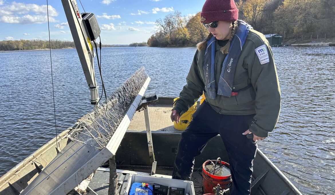 Do snitches net fishes? Scientists turn invasive carp into traitors to slow their Great Lakes push
