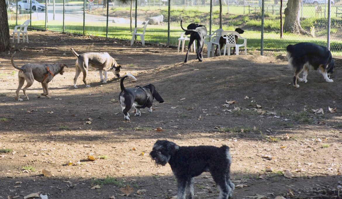 Dogs are coming down with unusual respiratory illness in several U.S. states