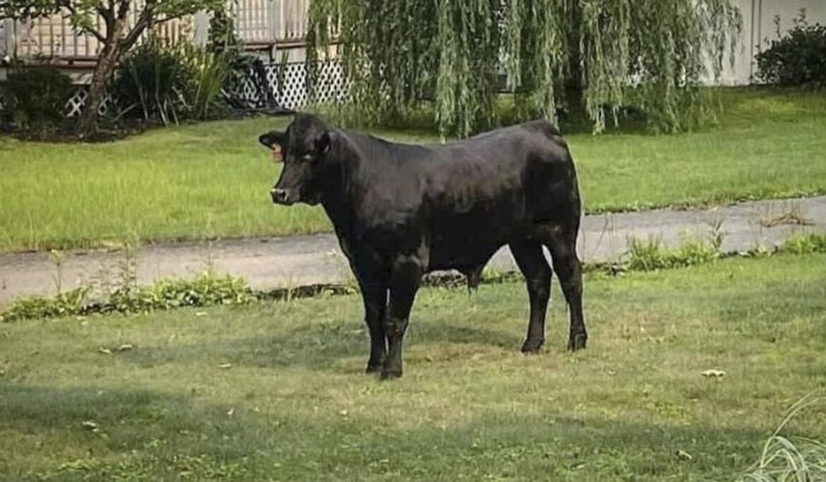 Escaped bull wrangled off Arizona highway