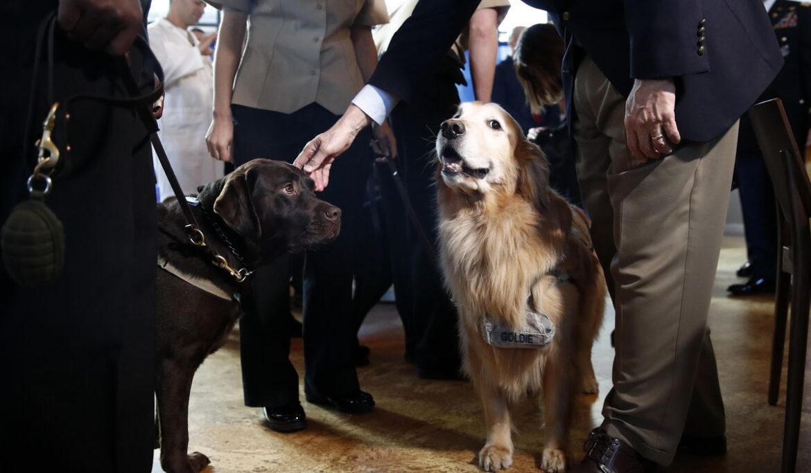 Four-legged heroes: Congress weighs valor medal for military dogs