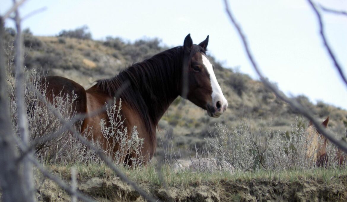 Horse found dead in Texas, shot in the head and with its legs bound