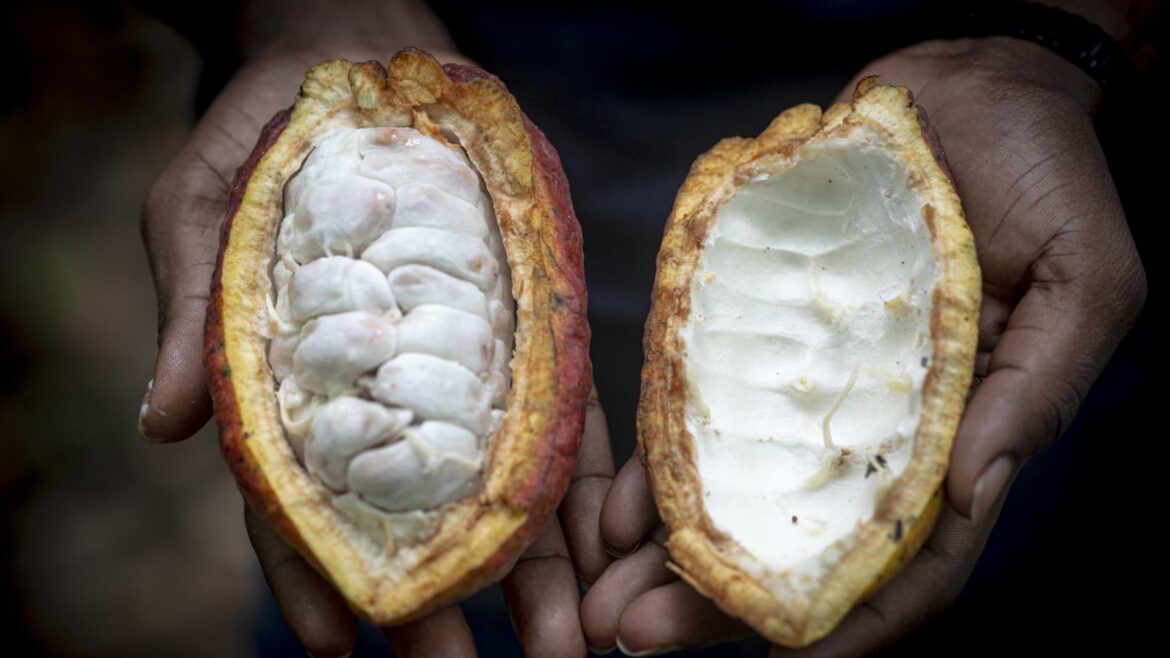 Mars accused of using child labor in cocoa supply chain