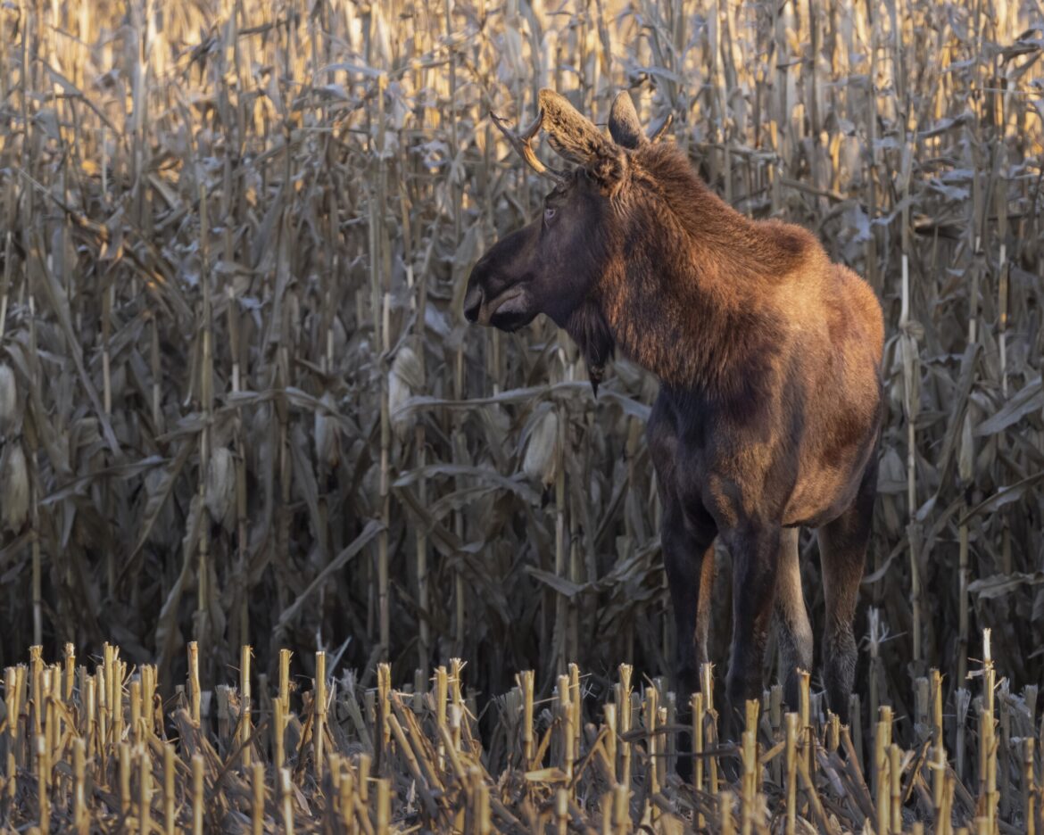 The journey of Minnesota’s Rutt the moose is tracked by a herd of fans