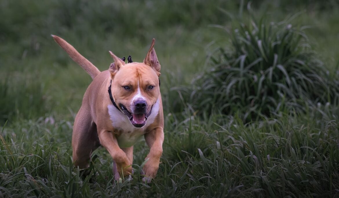 Utah woman who had leg amputated due to pit bull attack dies in hospital