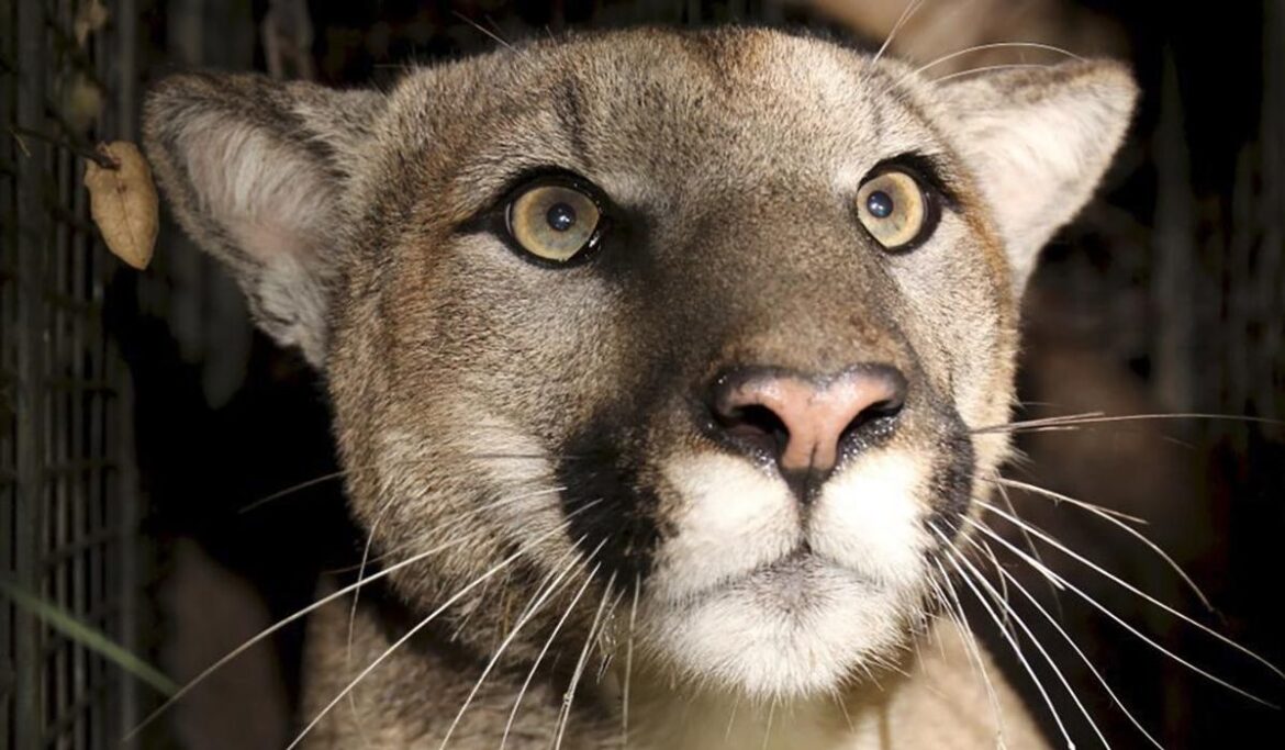 Wisconsin bowhunter kills cougar after fearing for his safety, will not be charged