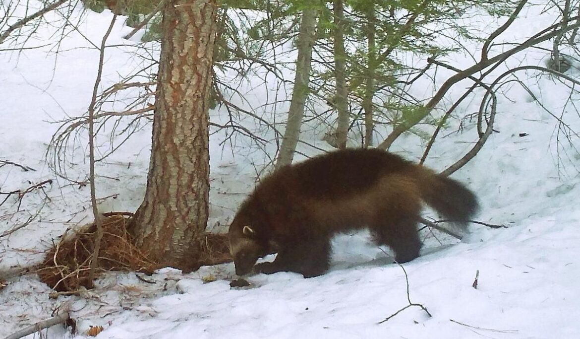 Wolverines threatened with extinction as climate change melts snowy mountain refuges, U.S. says