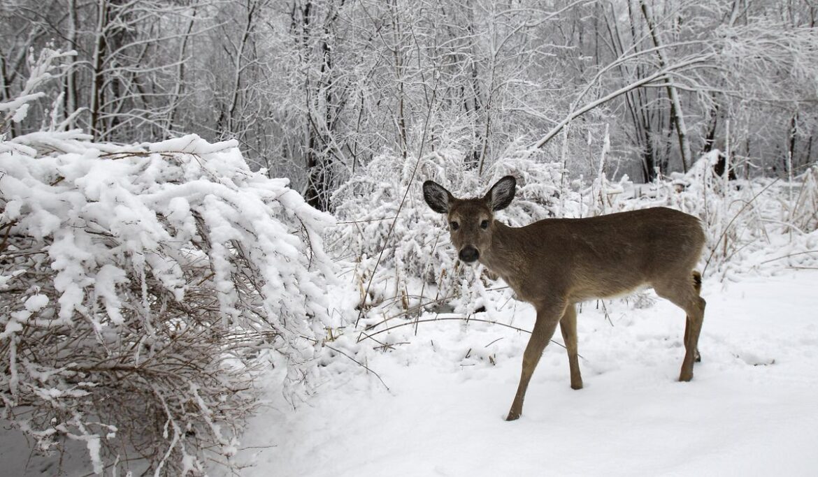 Woman walking dog shot in abdomen during opening weekend of Wisconsin deer season