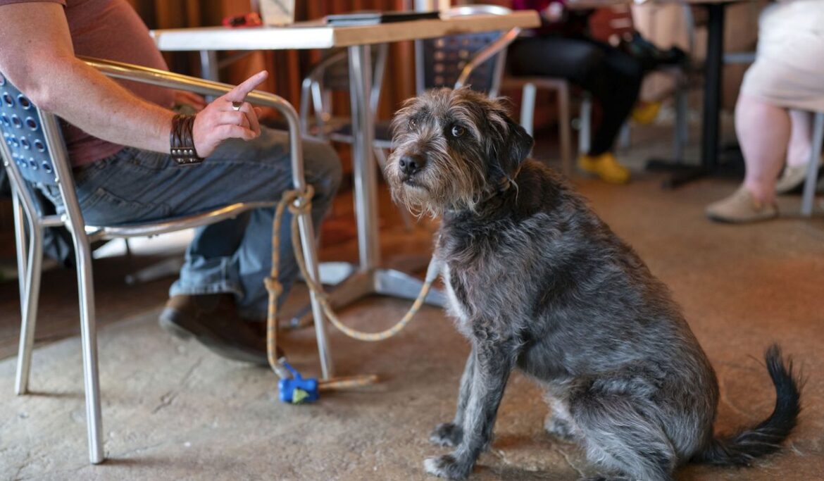 AI pets nip at the human-animal bond