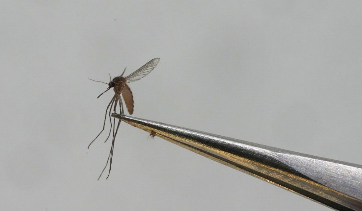 At least 21 deaths and 600 cases of dengue fever in Mali