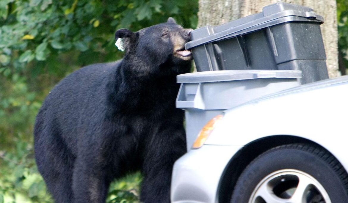 Black bear attacks reindeer Christmas decorations outside Florida home