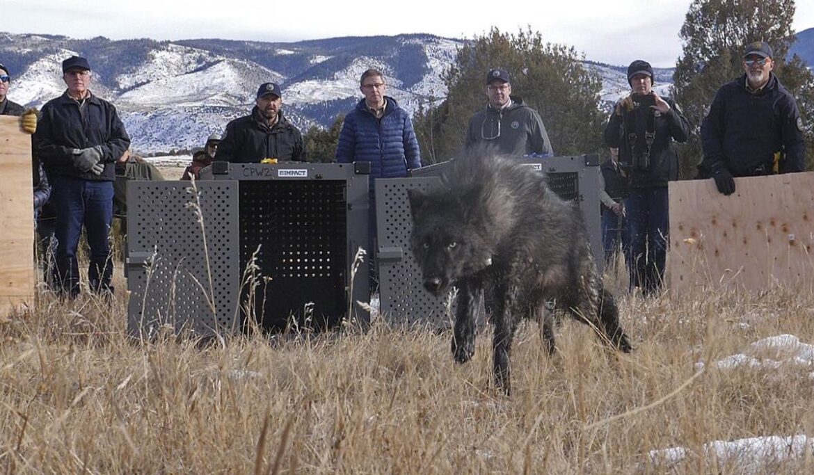 Colorado releases first wolves in reintroduction plan approved by voters to chagrin of ranchers