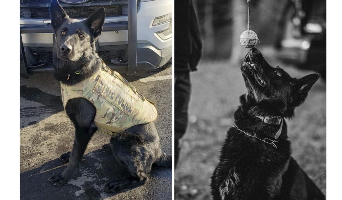 Connecticut police dog killed in shooting after troopers tried to serve an arrest warrant