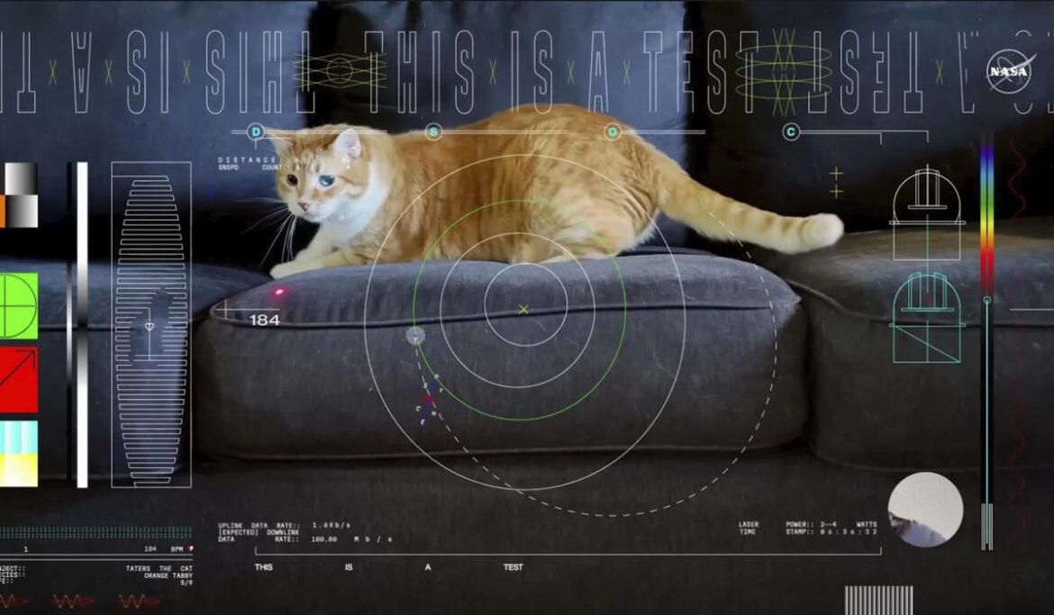 First video sent by laser from deep space features orange tabby cat named Taters
