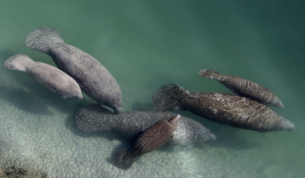 Florida discontinues manatee winter feeding program after seagrass conditions improve