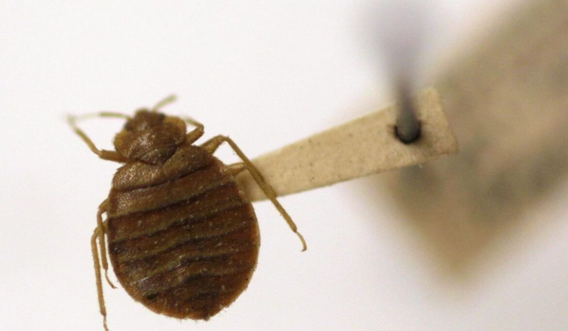 Greek police called in over bedbug hoax targeting Athens tourists