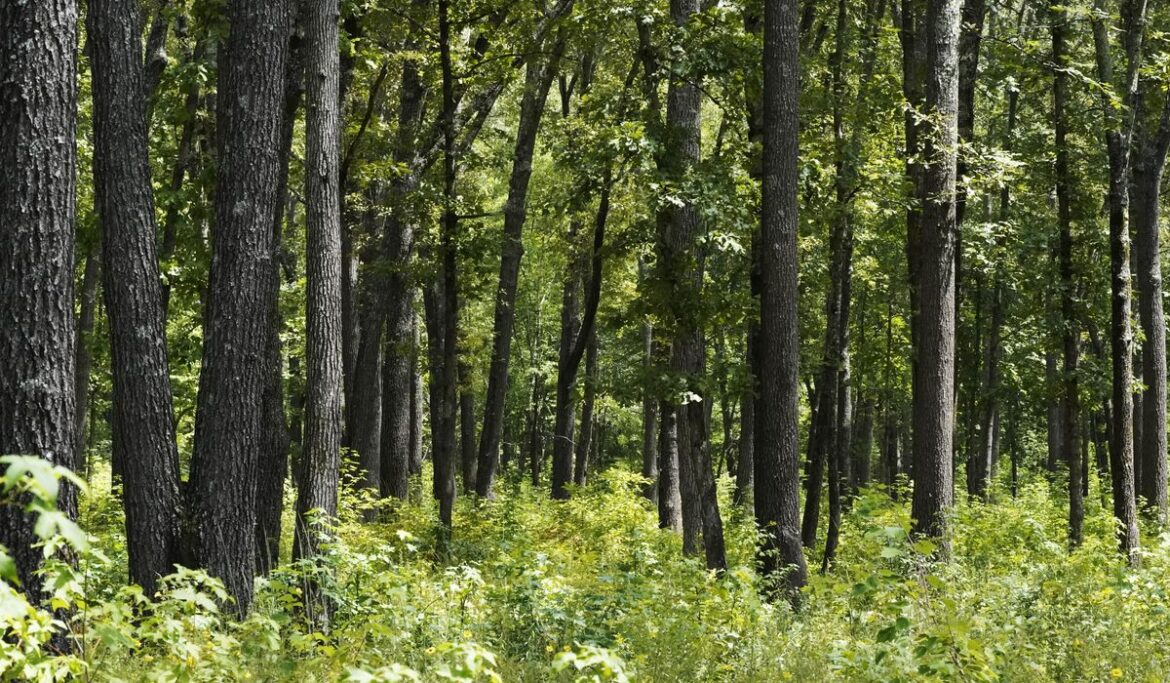 Inside the Beltway: Letter from governors wants foreigners to leave American land alone