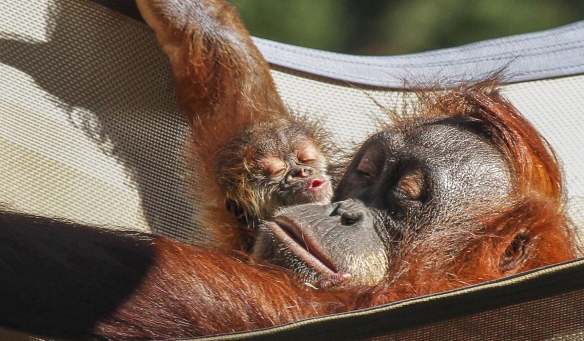 Maury Povich calls out the dad again, this time of a Denver Zoo orangutan
