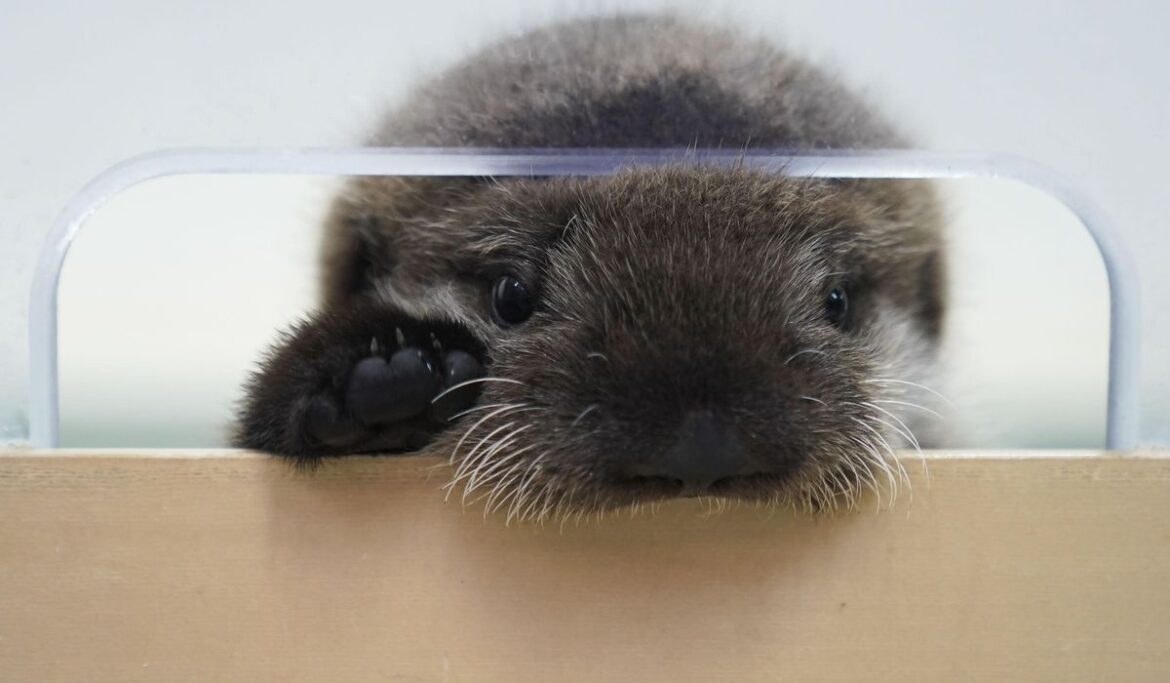 Sea otter has new home at Chicago's Shedd Aquarium after being found alone in Alaska