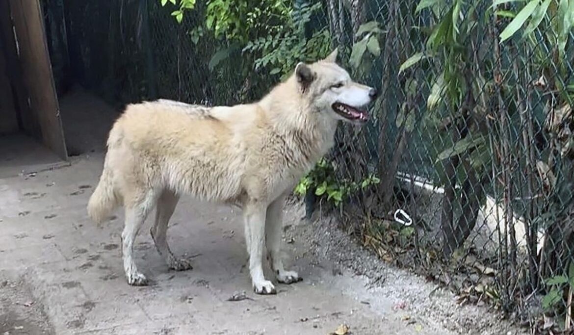 Wolf hybrid kept as pet in Alabama kills family's baby