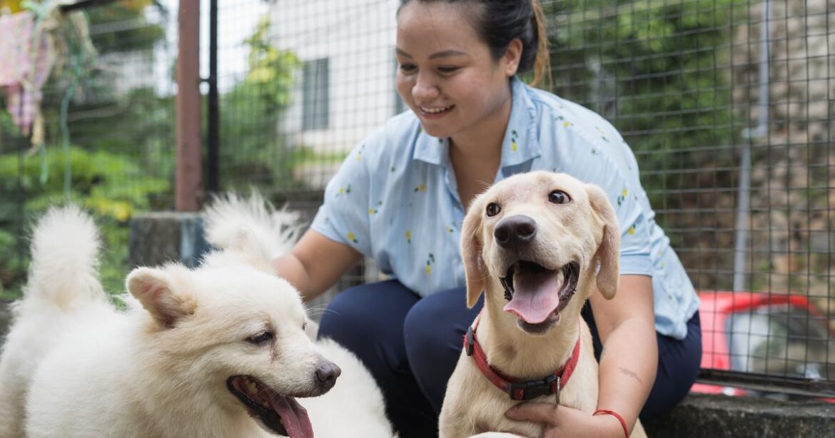 Pet Homelessness: What You Should Know