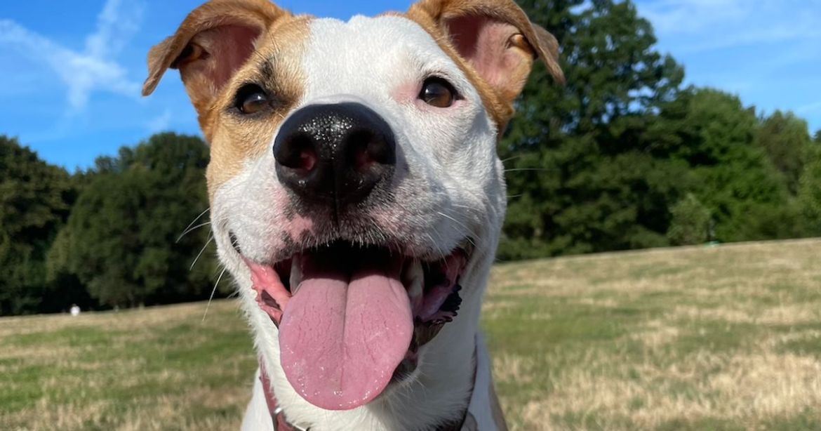 Is Your Dog Happy? Here's How You Can Tell.