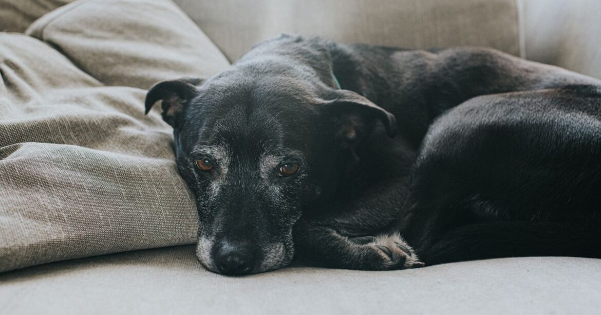 The Sneaky Signs Your Dog Is In Pain