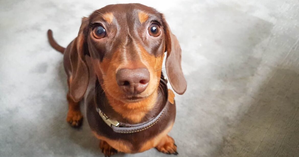 7 Products To Make Cutting Your Dog's Nails Way Easier