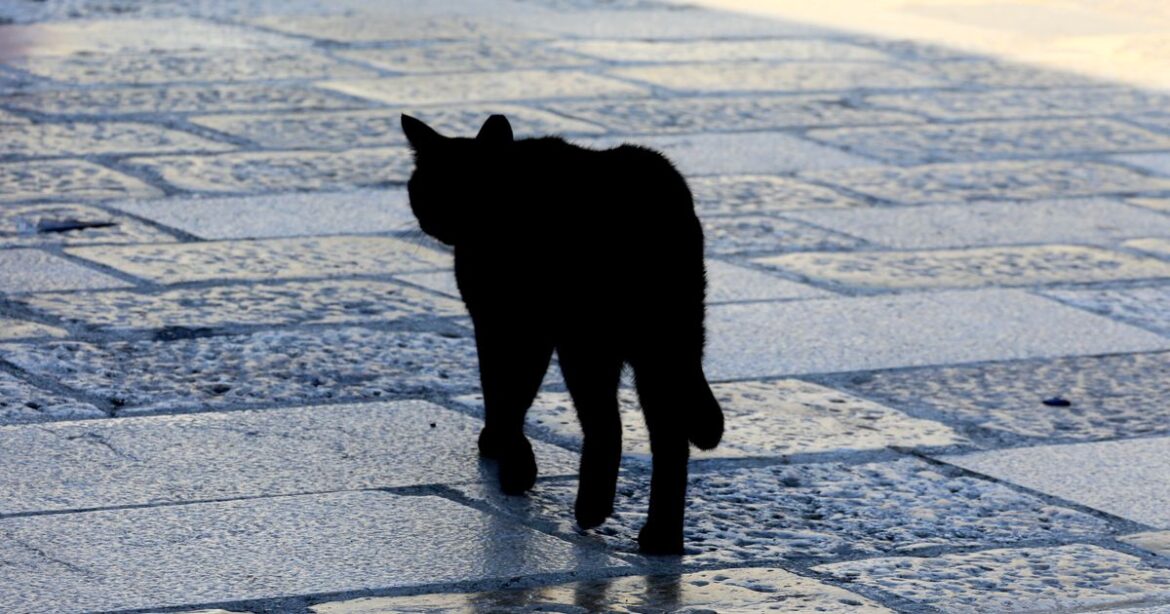 Japanese City Issues Warning After Cat Dips Into Toxic Chemicals, Runs Away